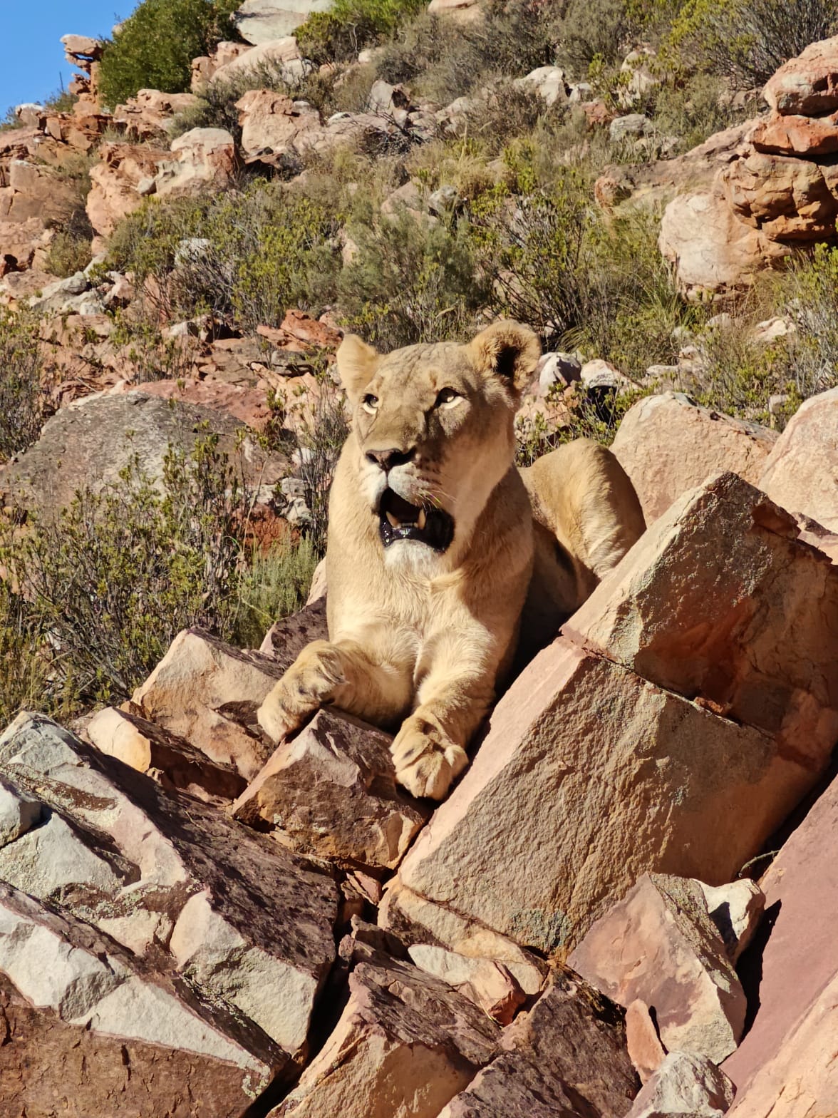 Aquila Game Reserve - Safari 54